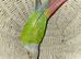 Pineapple conure