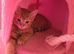 Beautiful kittens