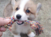 Pedigree IKC Red & White Pembroke Welsh Corgi Male Pups from Champion lines