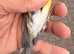 2025 goldfinch mules available all singing crazy