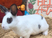 Mini Rex BUCKS for RESERVE