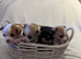 Girl & boy chihuahua puppies for sale