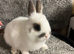 Netherland dwarf babies