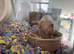 Tame female Syrian hamster and setup