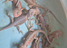 100% Het Zero / 100% Het Translucent, Visual Hypo Bearded Dragons