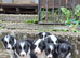 Gorgeous traditional collie pups for sale