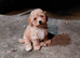 Poochoon pup