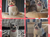 Perfect tica registered british shorthair kittens
