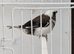 Bengelese finch, chocolate and white. 2 available