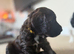 Cockerpoo puppies for sale 3 left