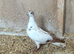 Tippler pigeons