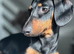 Dachshund puppies LAST GIRL LEFT