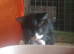 Lovely kittens