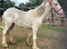 9mth gelding to make 14-14.2