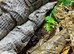 Special Offer Set Up with a Vampire Crab at Birmingham Reptiles