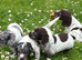 Cocker spaniel puppies