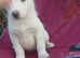 Siberian husky pups