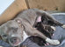 Two short legged staffy s for sale ,