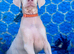 KC registered health tested Dobermann puppies