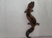 CB25 1.1 Fat Tail Geckos
