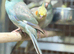 Kakaraki parrot