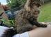 Female cat needing rehoming