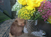 Only 1 little girl left Butiful pom pup