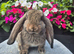 French Lop Babies Available