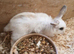 6 baby bunnies mini lop