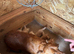 Cocker spaniel pups for sale