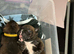 Brindle & white Kc registered Staffordshire bull terrier
