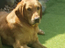 Fox red labrador