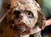 Gorgeous cockapoo girl