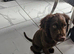Cocker spaniel