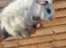 Beautiful fluffy texel guinea pigs