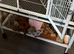 Pure dumbo rats two females