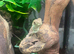 Chinese Water Dragons at Birmingham Reptiles