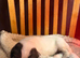 English Springer Spaniel puppies KC registered.