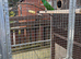 For Sale Proven Pair Of Electus Parrots