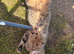 Tabby cat 1 year old