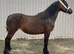 4 year old. 14.2hh mare