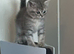 Half british shorthair kittens