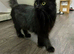 Rogdoll kitten cross british blue