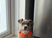 Beautiful Bully x staffy girl