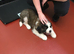 Roughcoat St. Bernard pups for sale to approved homes.