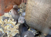 Young ferret kits available hobs and Jill&rsquo;s available