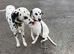 Dalmatian litter due end September