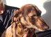 Dachshund for sale