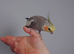 Hand tame male cockatiel