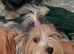️ Beautiful Yorkshire Terrier Biewer ️